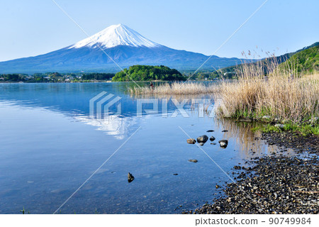 初夏的富士山河口湖畔 初夏的富士山河口湖畔 90749984