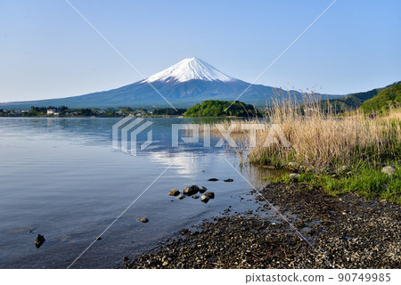 初夏的富士山河口湖畔 初夏的富士山河口湖畔 90749985