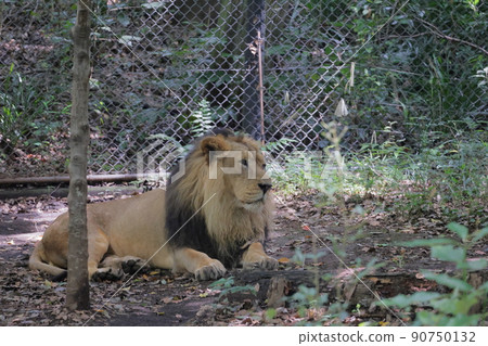 lion lion 90750132