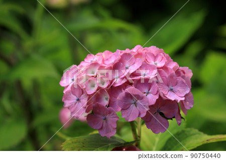 Pink hydrangea Pink hydrangea 90750440