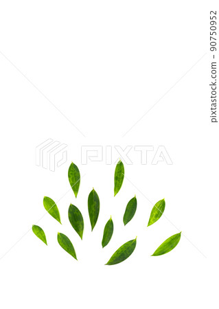 Leafs are arranged like a half circle radius in studio light on white background. Clipping path 90750952