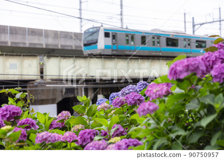 Hydrangea in Asukayama Park and Keihin Tohoku Line 90750957