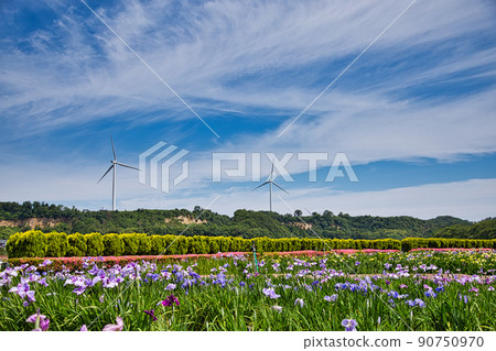 Iris-Lake Kitagata 90750970