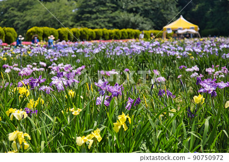 Iris-Lake Kitagata 90750972
