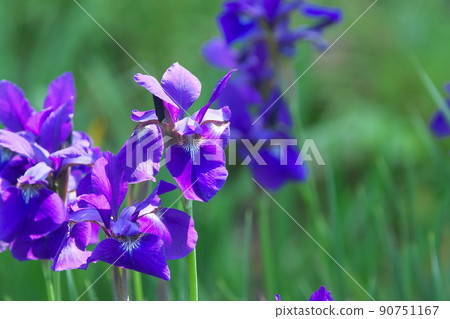 Purple flower of iris [green background] 90751167