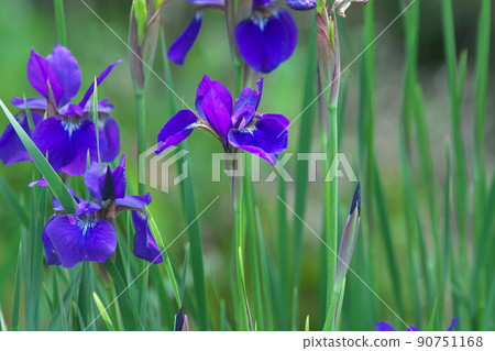 Purple flower of iris [green background] 90751168