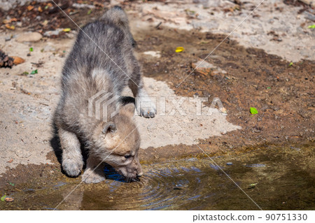 Arctic wolf cub drinking water, Canis lupus arctos 90751330