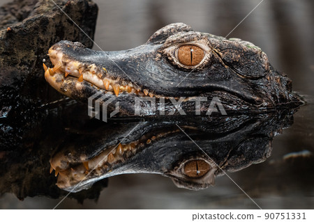 Head of a crocodile (Paleosuchus palpebrosus). Dwarf Caiman. Head of a crocodile (Paleosuchus palpebrosus). Dwarf Caiman. 90751331