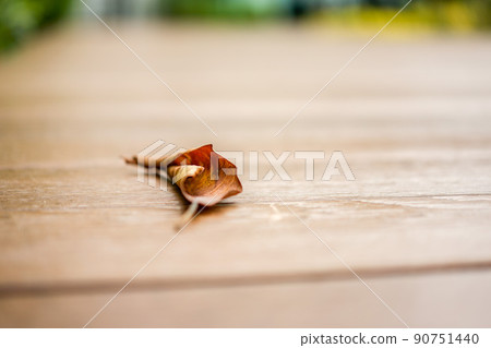 close up lonely and alone dried leaf on the wooden floor 90751440