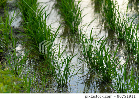 Farmland filled with water and growing crops 90751911