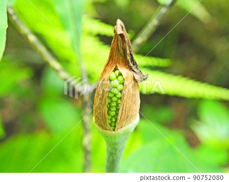 Green fruit of Arisaema serratum, a perennial plant of the Araceae family that grows naturally in the mountains 90752080