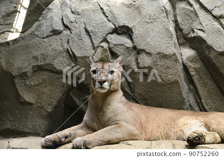 From Kobe Animal Kingdom From Kobe Animal Kingdom 90752260