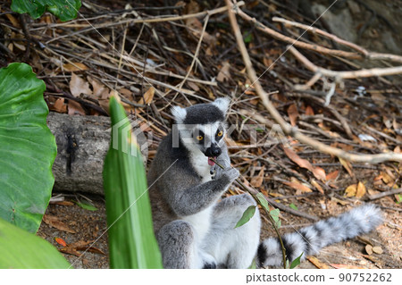 From Kobe Animal Kingdom 90752262