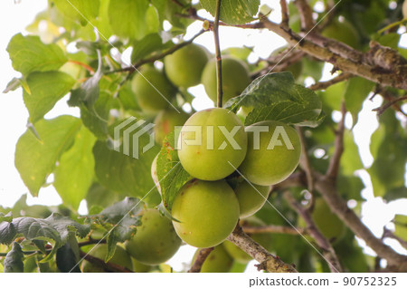 Plum fruit 90752325