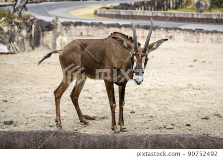 貸款羚羊 90752492