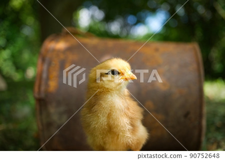 Cute young chick viewed at ground level in greenery Cute young chick viewed at ground level in greenery 90752648