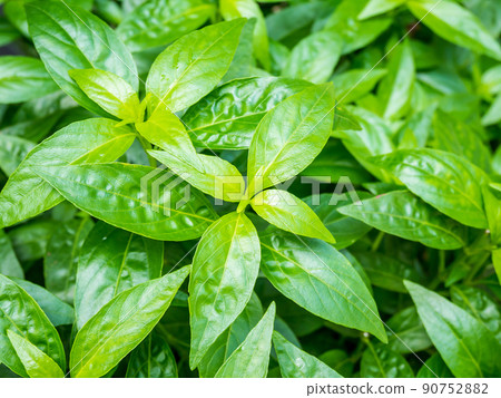fresh herbal plant leaves Andrographis paniculata fresh herbal plant leaves Andrographis paniculata 90752882