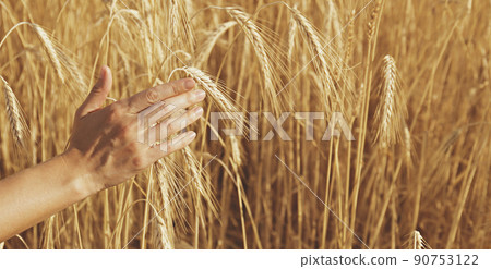 Female farmer in a process quality control on a wheat field, checking the spikelets. Cropped shot of a woman's hand touching the wheat ears. Close up, copy space for text, background. 90753122