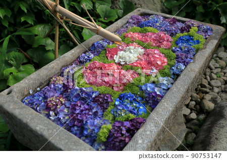 Aya of hydrangea decorated in Tsukubai Aya of hydrangea decorated in Tsukubai 90753147