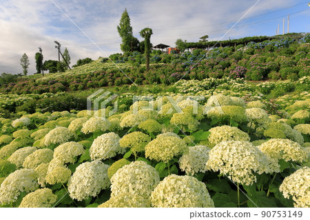 Kazahaya no Sato的綠色Anabel Hydrangea 90753149