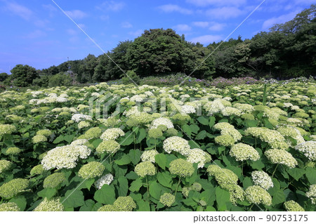 Annabel hydrangea blooming all over Annabel hydrangea blooming all over 90753175