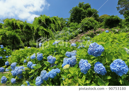 藍色手鞠繡球花的看法 90753180