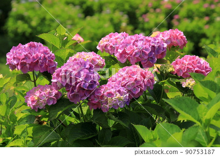 Pink Temari Hydrangea Pink Temari Hydrangea 90753187