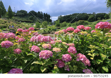 Hydrangea landscape of Pink Temari Hydrangea landscape of Pink Temari 90753245