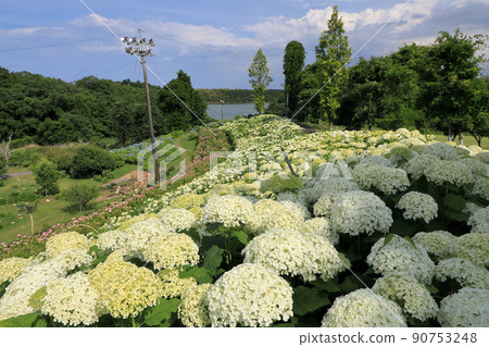 Annabel's hydrangea following Kazehayaike 90753248