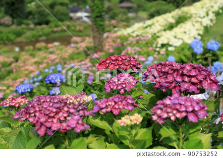 Purple hydrangea 90753252