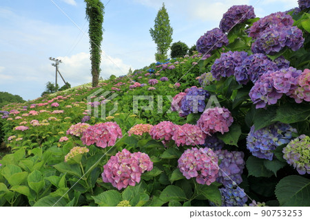 Purple Temari hydrangea and beautiful pink hydrangea Purple Temari hydrangea and beautiful pink hydrangea 90753253