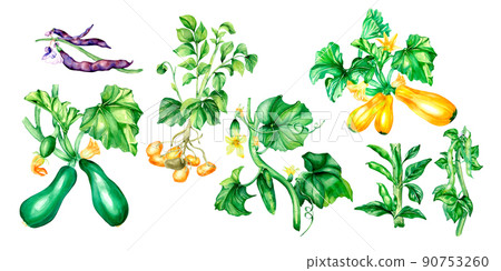 Set of variety of vegetable plants watercolor illustration isolated. 90753260