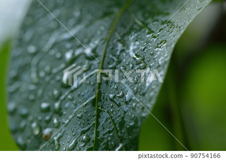 a few bunches of unripe walnuts in a green shell on the branches of a tree with green leaves 90754166