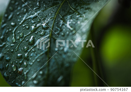 a few bunches of unripe walnuts in a green shell on the branches of a tree with green leaves a few bunches of unripe walnuts in a green shell on the branches of a tree with green leaves 90754167