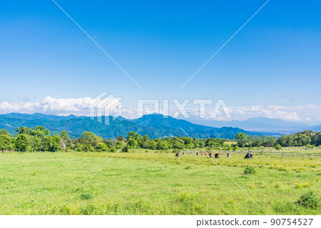 (Yamanashi Prefecture) Kiyosato Plateau / Seisen-ryo Ranch Early Summer 90754527