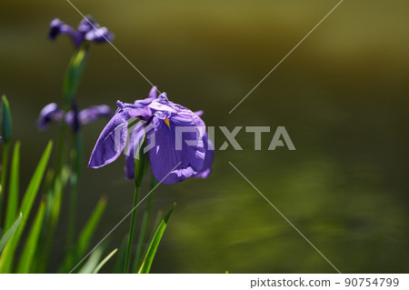 Iris flowers blooming on the shore of Hachimanbori in early summer Iris flowers blooming on the shore of Hachimanbori in early summer 90754799