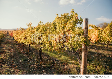 Bright autumn red orange yellow grapevine leaves at vineyard in warm sunset sunlight. Beautiful clusters of ripening grapes. Winemaking and organic fruit gardening. Close up. Selective focus. 90754896