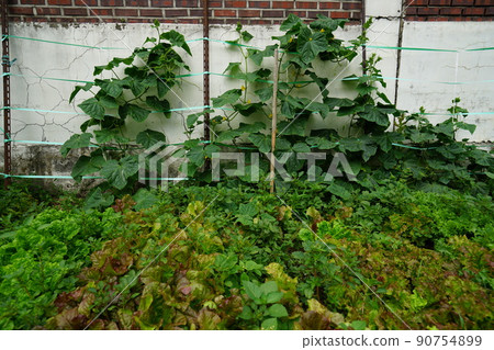 城北區正陵谷，花園，胡同，夏天的花朵 90754899
