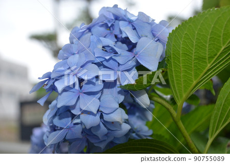 Blue hydrangea 90755089