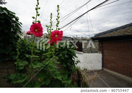 Jeongneunggol. Mural. Alley. Summer flowers. In the garden. 90755447