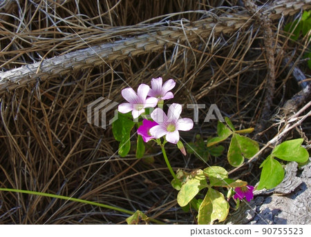 Murasaki Kabaki花 90755523