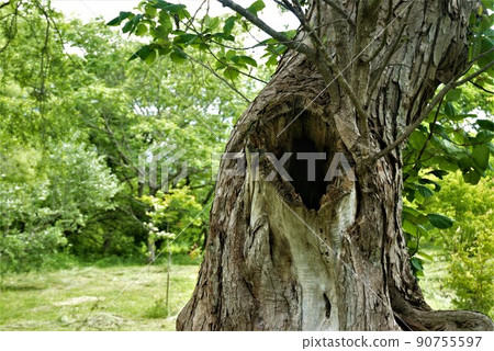 Fresh green of the forest Fresh green of the forest 90755597