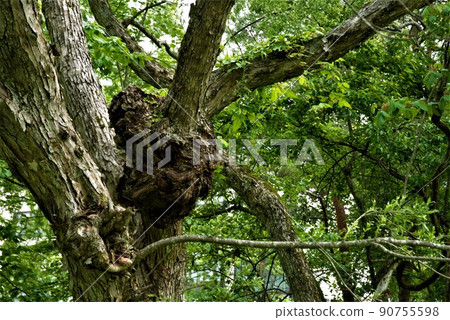 Fresh green of the forest 90755598