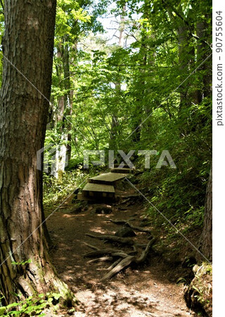 Fresh green of the forest Fresh green of the forest 90755604