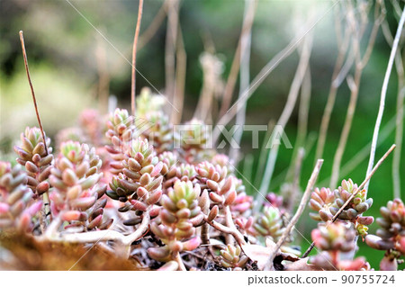 多汁植物 90755724