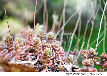 多汁植物 90755725