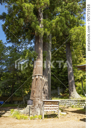 Shuzenji Onsen Hie Shrine Meotosugi Shuzenji Onsen Hie Shrine Meotosugi 90755916