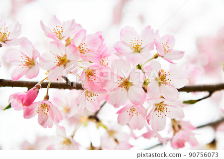 與吉野櫻花不同,顏色較深的海外櫻花 與吉野櫻花不同,顏色較深的海外櫻花 90756073