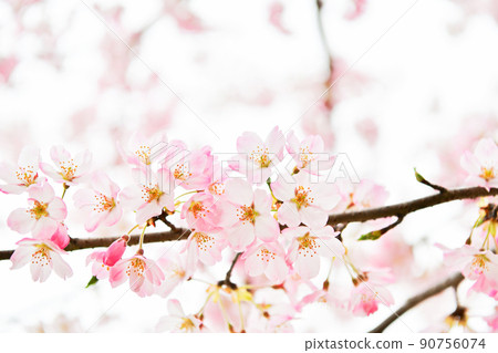 與吉野櫻花不同,顏色較深的海外櫻花 與吉野櫻花不同,顏色較深的海外櫻花 90756074