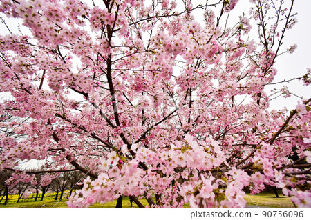 Overseas cherry blossoms with a dark color unlike Yoshino cherry tree Overseas cherry blossoms with a dark color unlike Yoshino cherry tree 90756096